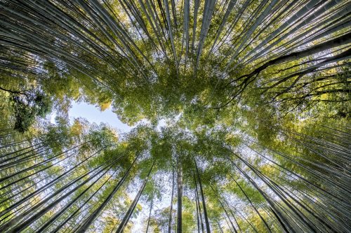 bamboo 1886974 1280