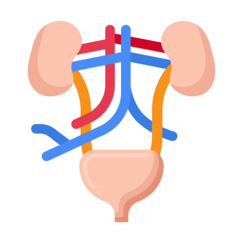 Organ System