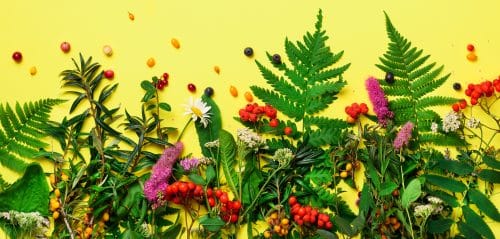 wild healing herbs on pastel yellow background al 2023 11 27 05 14 15 utc