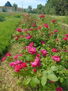 CDP Champs avec rangee fleurs