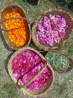 CDP Paniers de fleurs