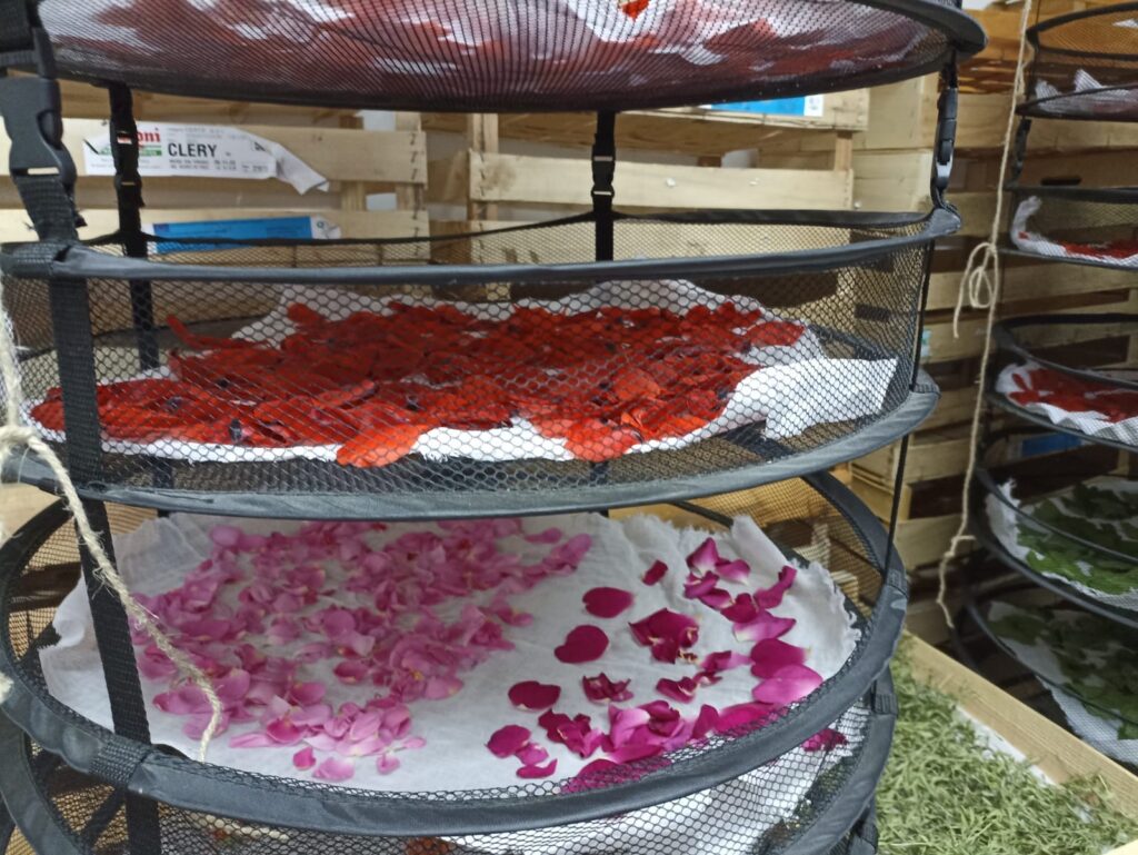 CDP Sechage fleurs